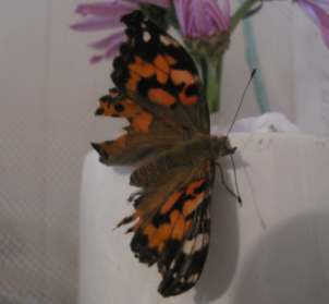 A Painted Lady Butterfly