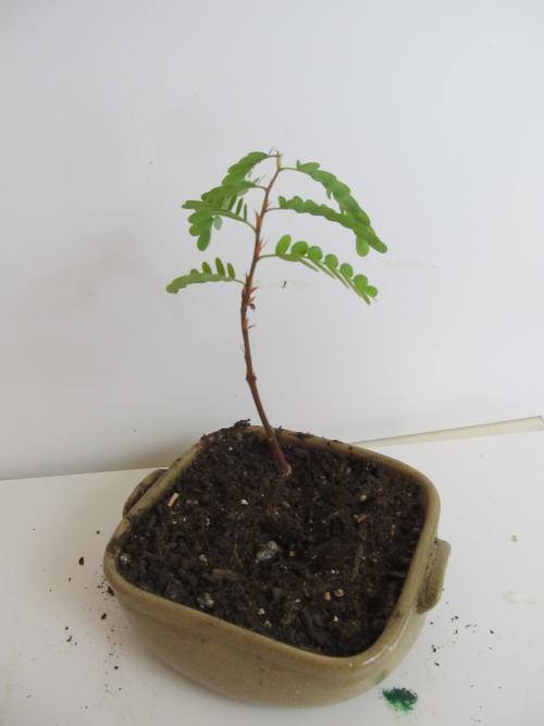 Young bonsai tree
