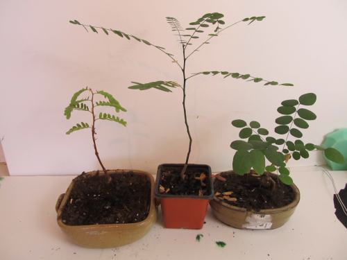 Three bonsai