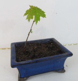 Maple Bonsai seedling