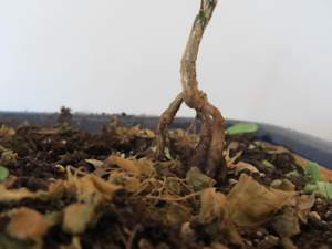 exposed root bonsai