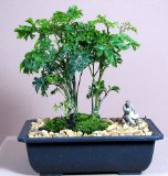 Ming Aralia bonsai
