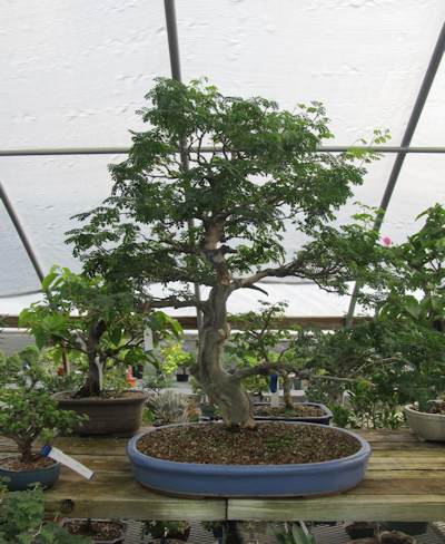 A very old bonsai tree