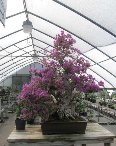 A flowering bonsai tree