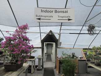 A Trip To New England Bonsai Gardens