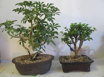 Two bonsai