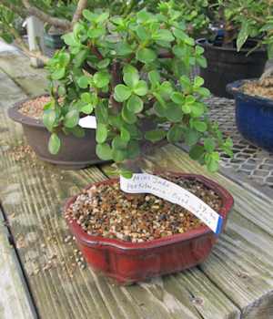 Miniature jade bonsai tree