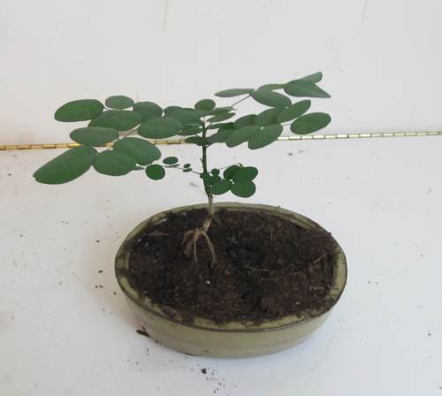 The transplanted bonsai