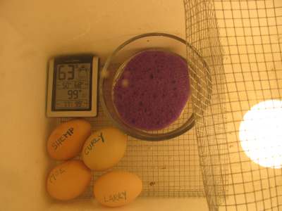 How to Make Egg Incubator