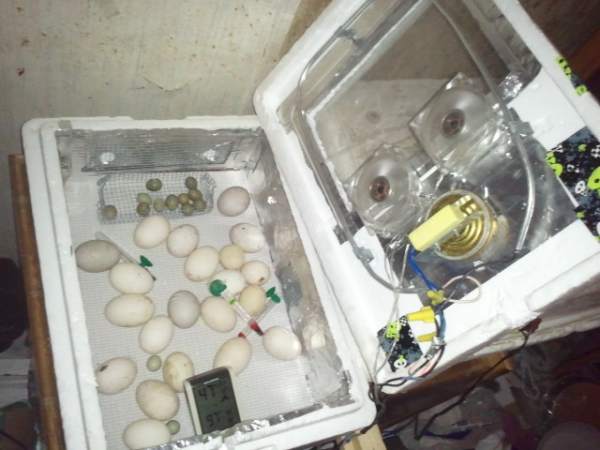 Duck eggs and quail eggs in the incubator