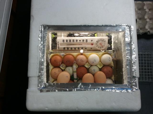 The eggs