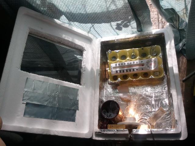Inside the incubator