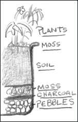 Diagram of a terrarium