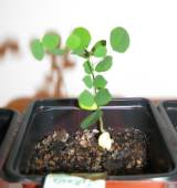 Bonsai from Seed