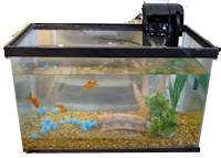 a Goldfish Tank