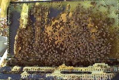 the honeycomb