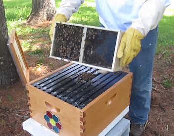 Adding bees to a hive