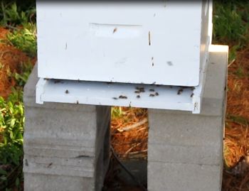 Activity in the front of the hive