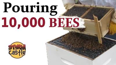 Pouring bees banner