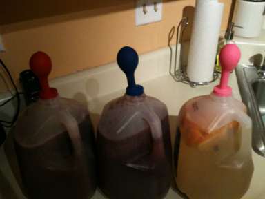 Three batches of mead in plastic jugs with balloons