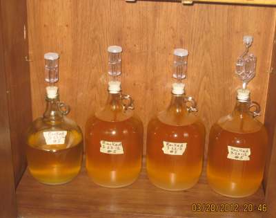 Four batches of fermenting mead