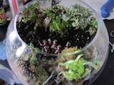 Assassin's Creed Terrarium 