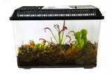 3 Live Adult Carnivorous Plants in Deluxe Terrarium