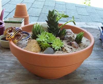 A Desert Terrarium