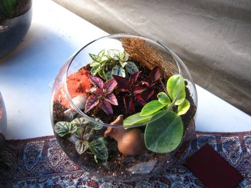 bowl terrarium