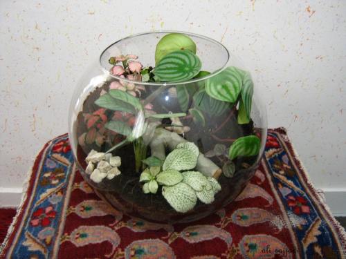 Beautiful terrarium in a bowl