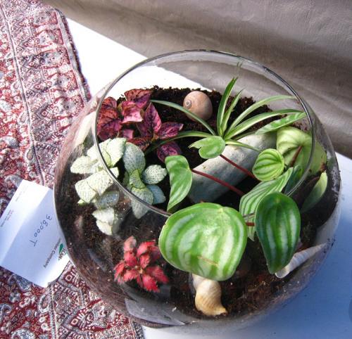 Another view of the terrarium