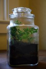 Apothecary Jar Terrariums