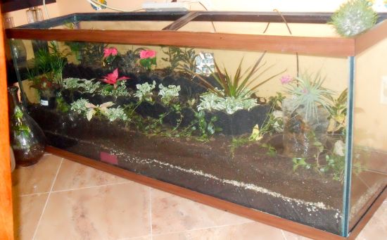 The Fish Tank Terrarium