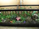 A Big Glass Terrarium