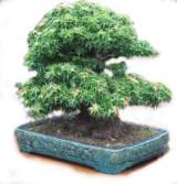 Bonsai