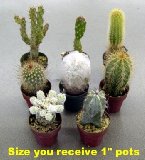 Cactus and Succulents