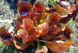 Carnivorous Purple Pitcher Plant
