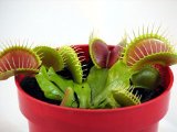 Carnivorous Venus Fly Trap