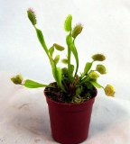 Large Venus Flytrap