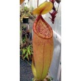 Pitcher Plant
