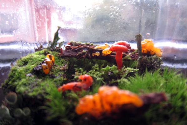tiny mushrooms in a terrarium