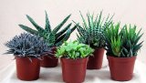 Five succulents