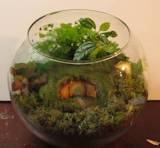 a Hobbit Terrarium