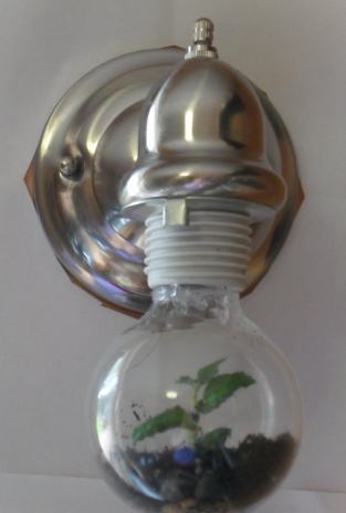 A lightbulb Terrarium
