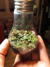 Lightbulb terrarium