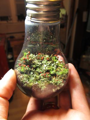 lightbulb terrarium