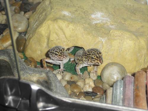 Geckos