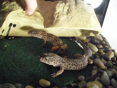 The Leopard Geckos