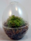 Carnivorous Egg Terrarium
