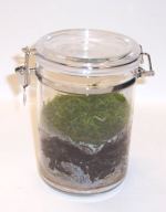 A moss terrarium